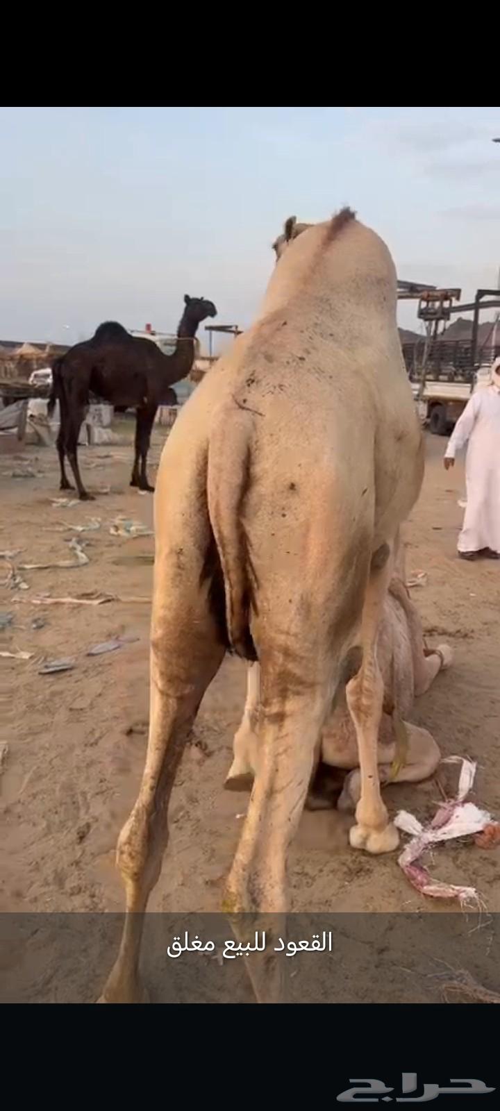 قعود كفو للبيع زواج او مبدأ موقع نجران   سعر مناسب64582629569026111