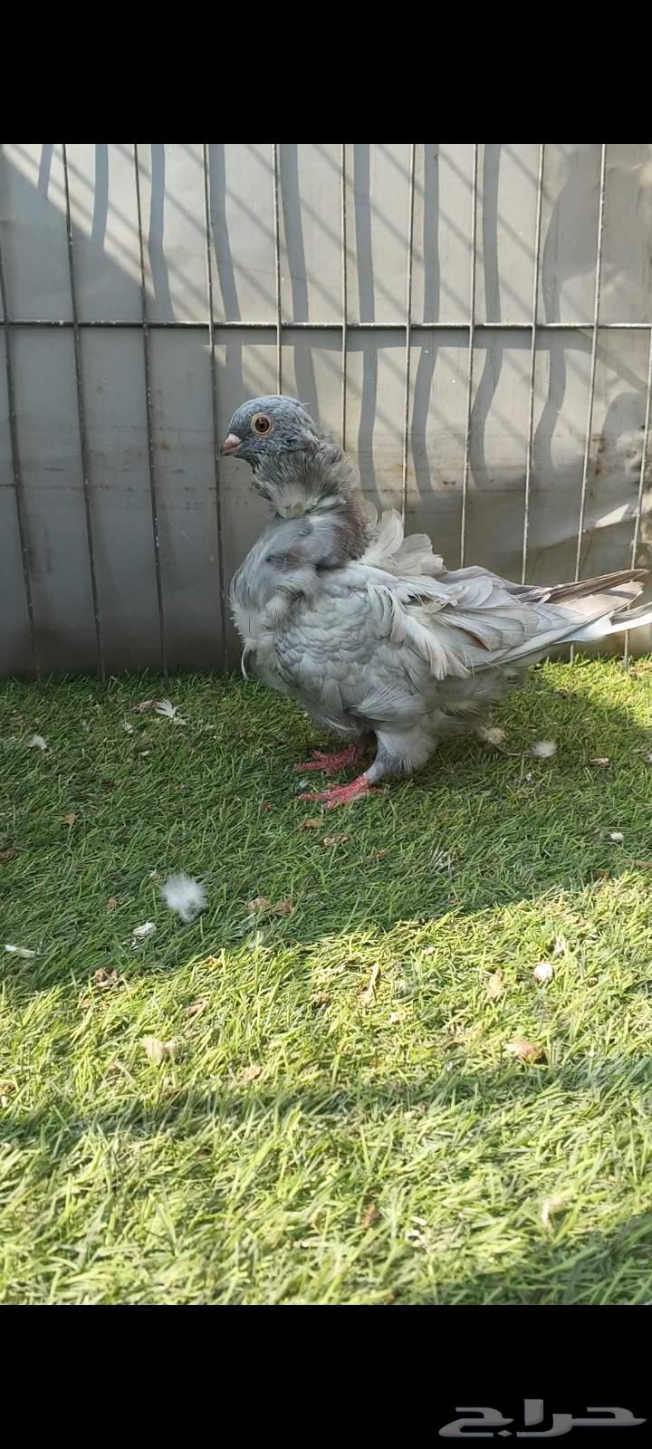 Koskoshi Bath (Sold)64585409197441111