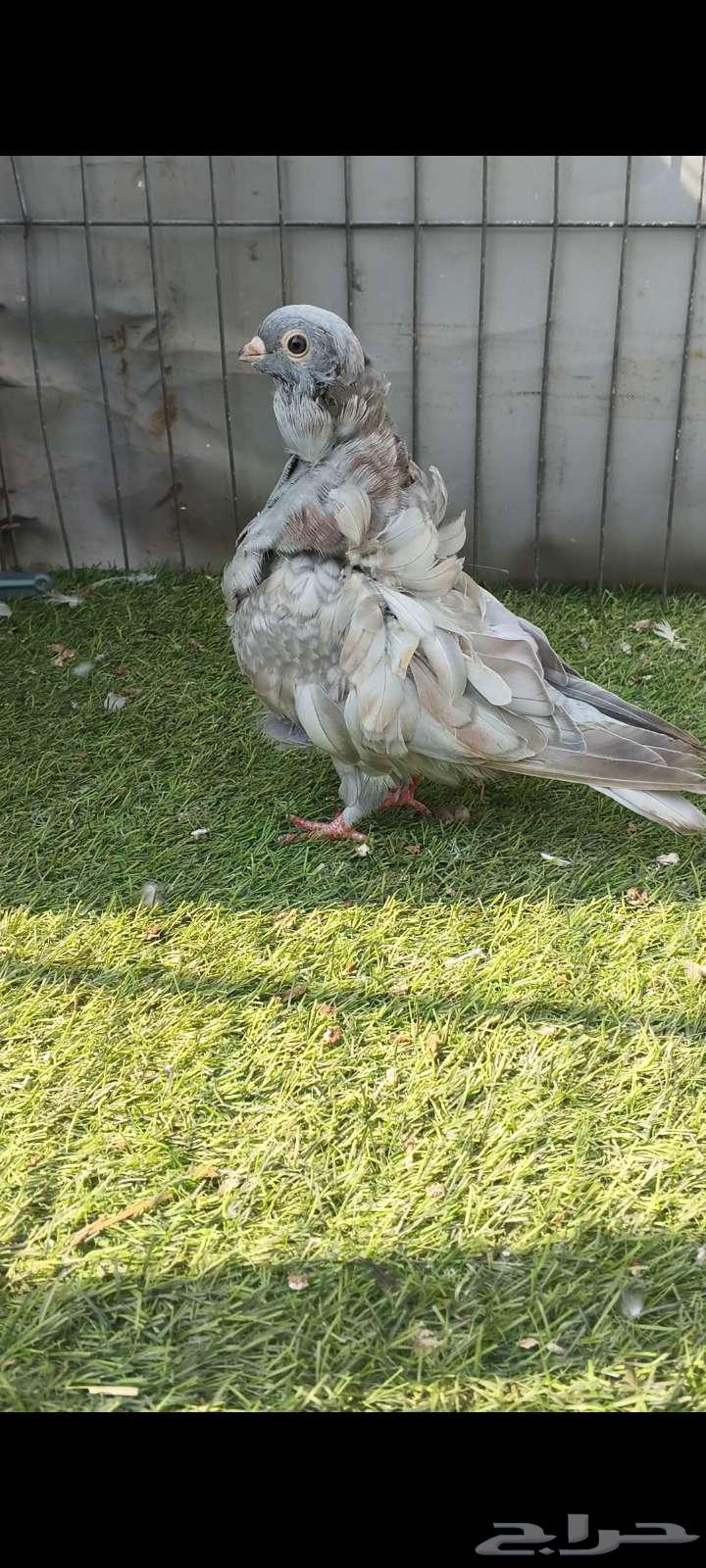 Koskoshi Bath (Sold)64585409197441112