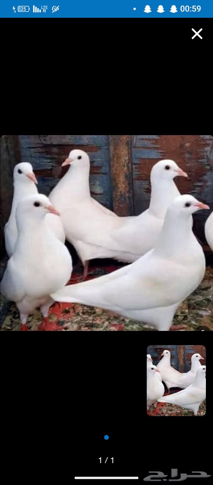 French meat pigeon, limited quantity, price includes slaughter and cleaning64582951677699110