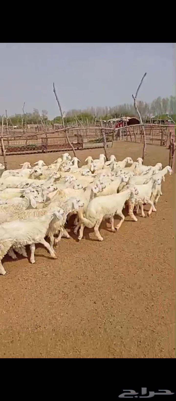 بهم للبيع. تربية رمضان. او مندي64587108022402112