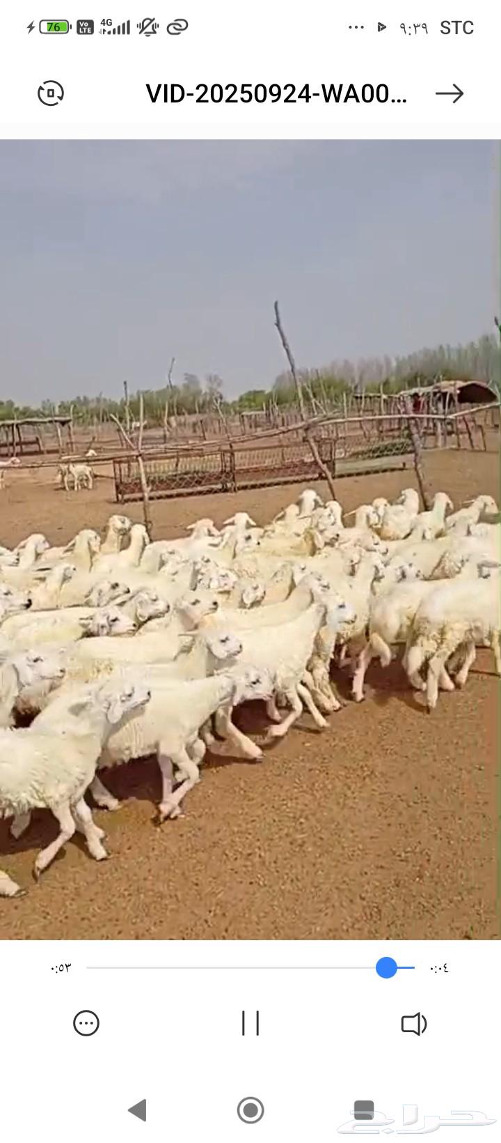 بهم للبيع. تربية رمضان. او مندي64587108022402110