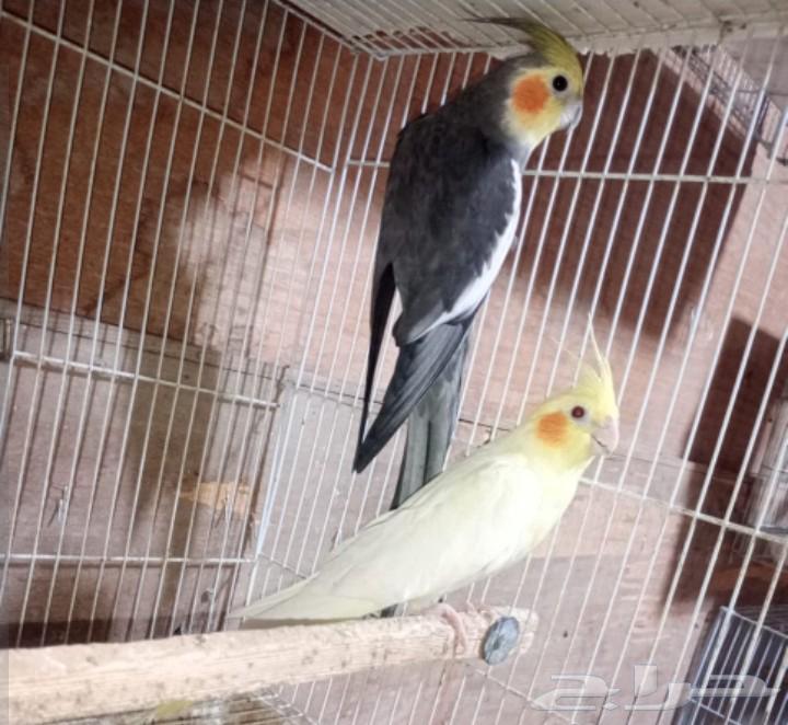 زوج كراون منتج  حاليا جابو اربع بيضات.64580500034434111