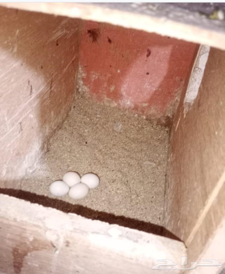 زوج كراون منتج  حاليا جابو اربع بيضات.64580500034434110