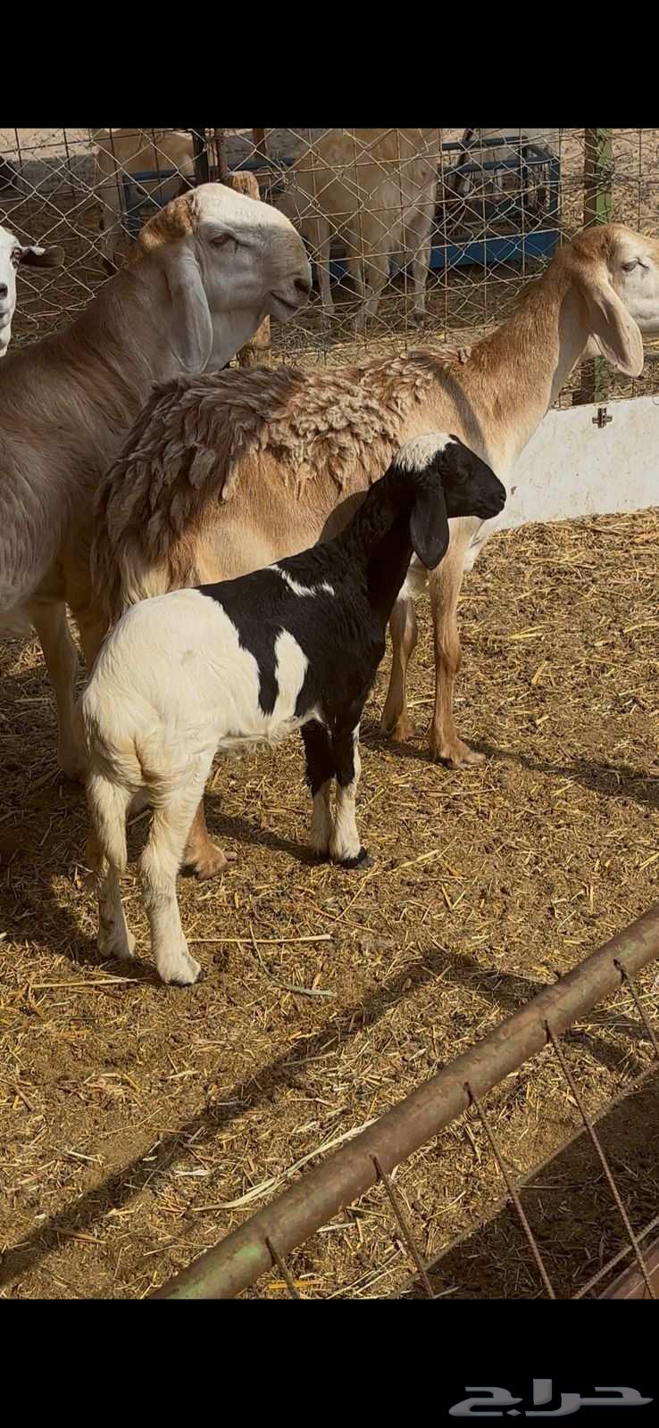 نعجه سواكنيه والد معه رخل64581470280323112