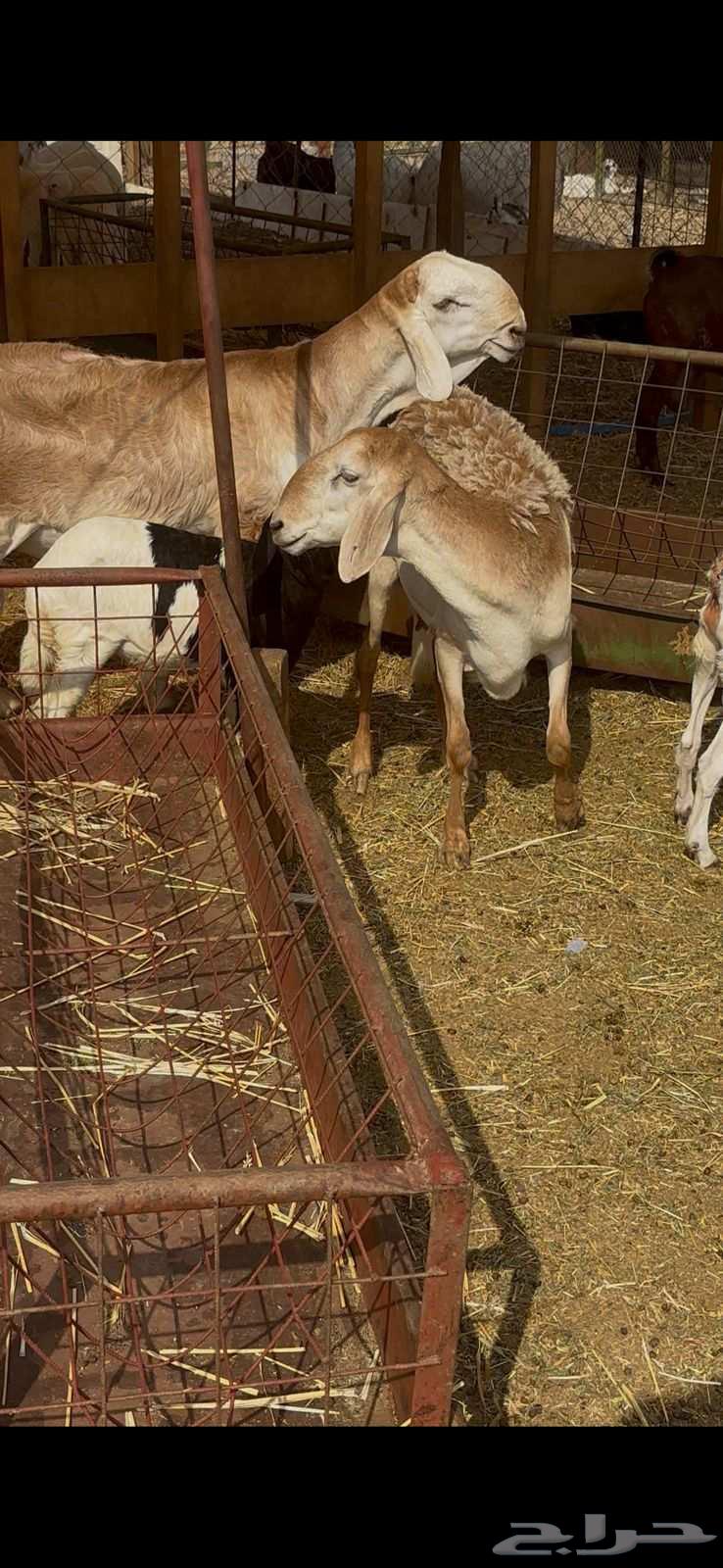 نعجه سواكنيه والد معه رخل64581470280323114