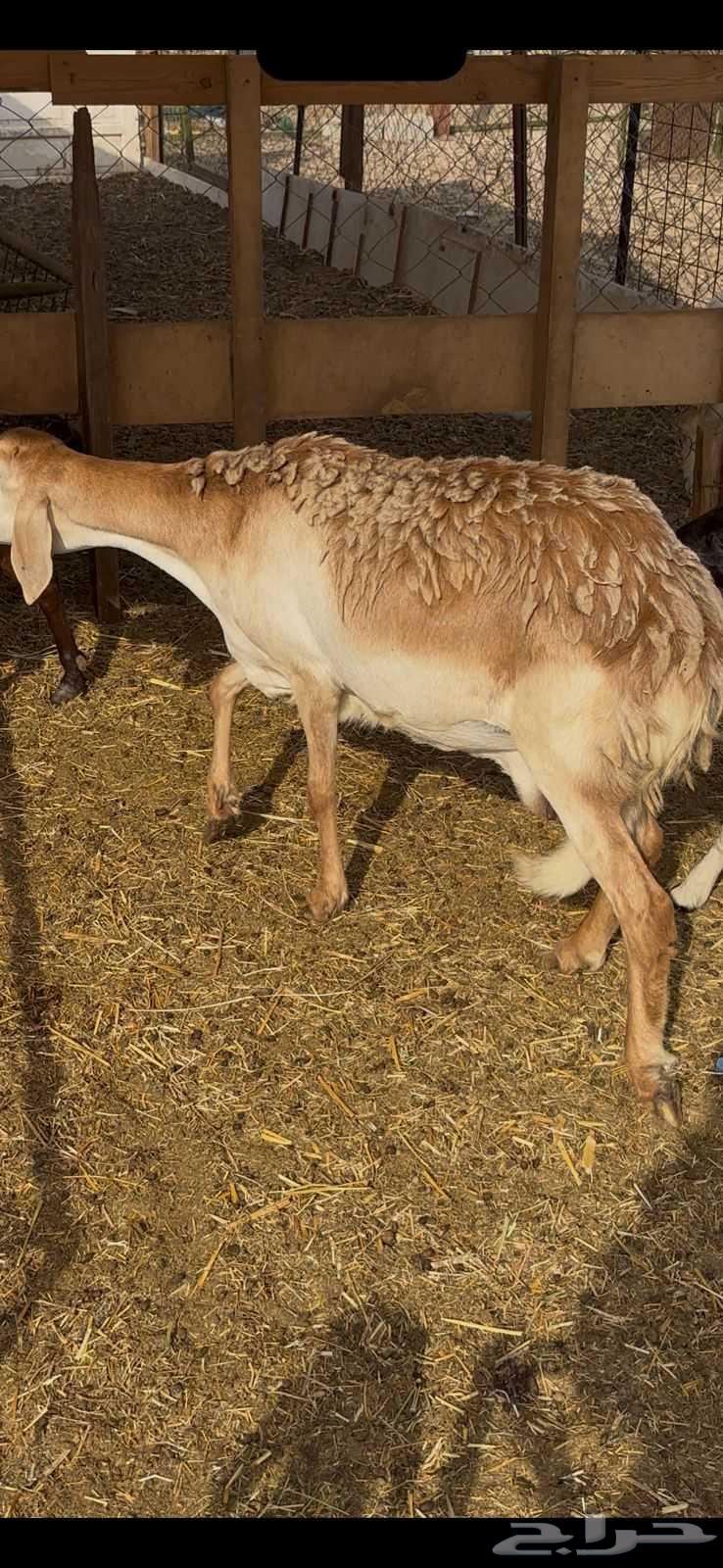 نعجه سواكنيه والد معه رخل64581470280323111