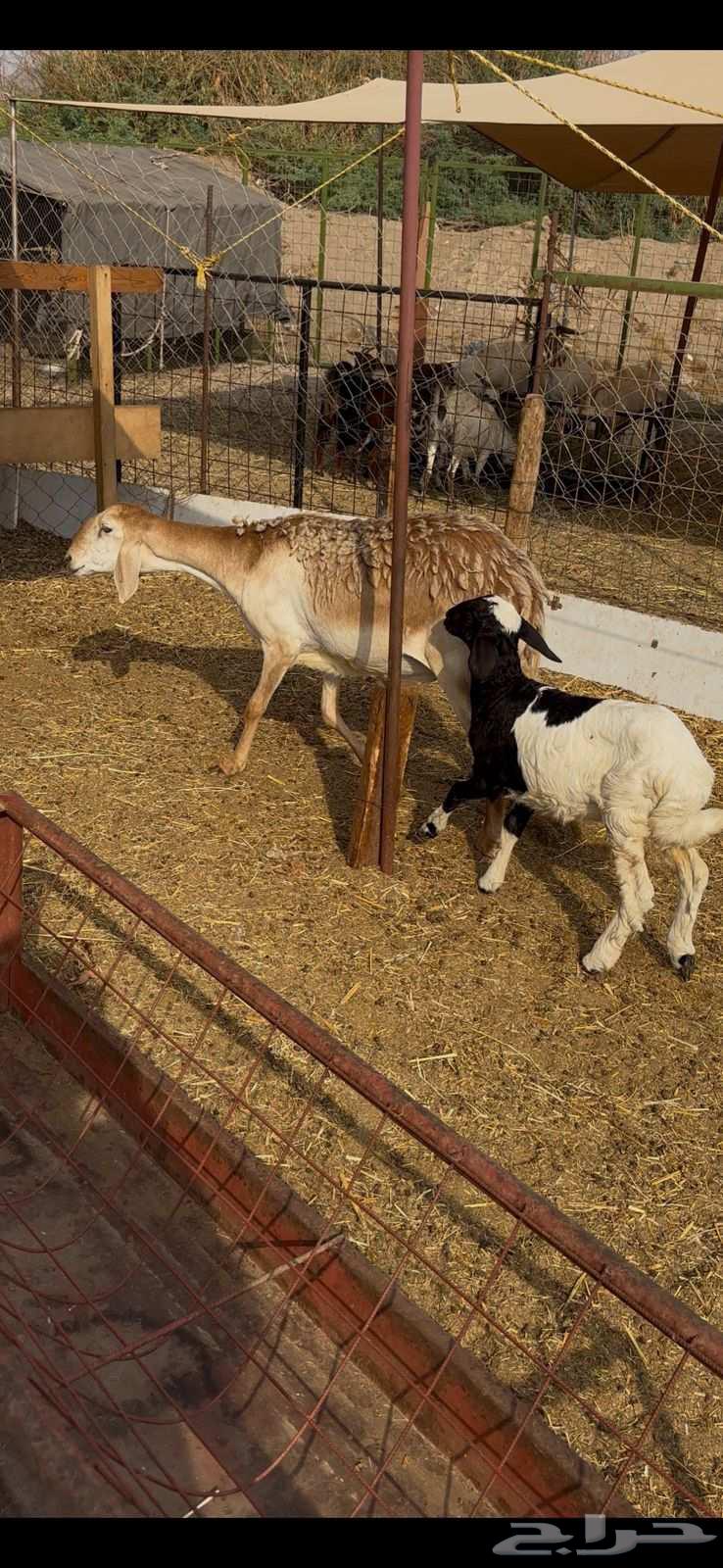 نعجه سواكنيه والد معه رخل64581470280323110