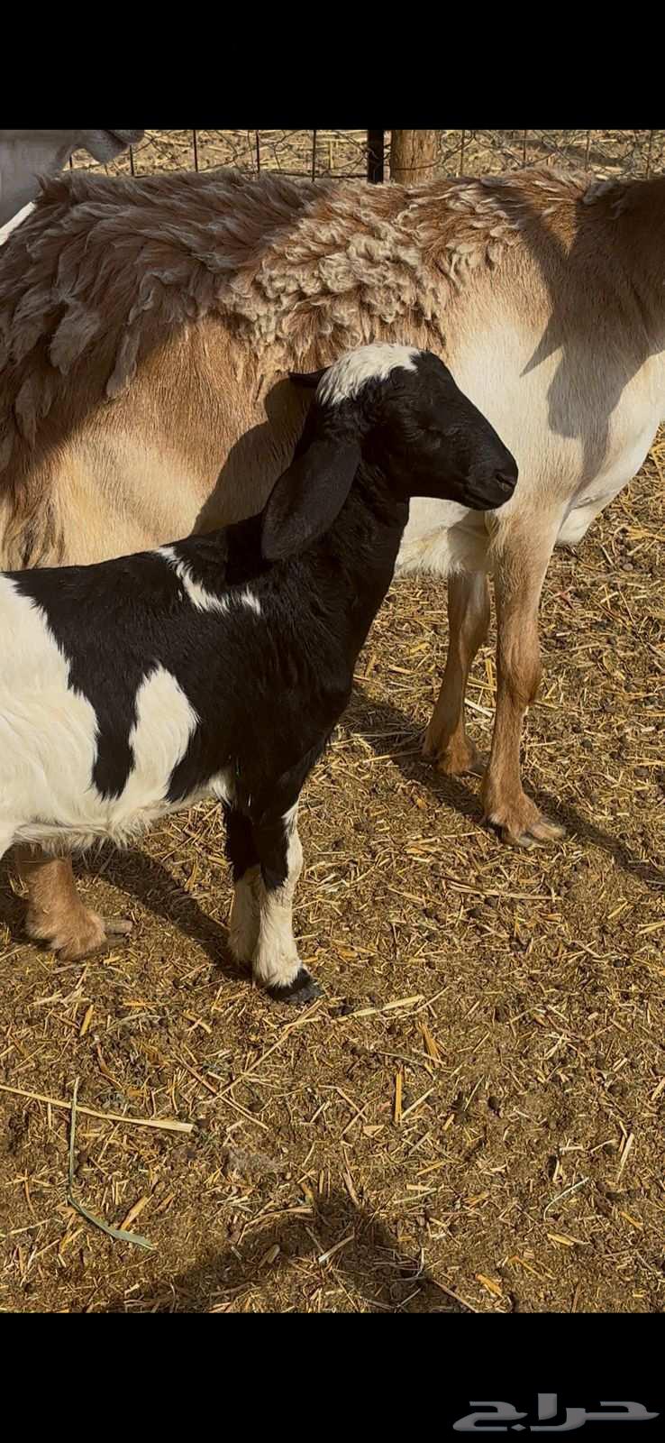 نعجه سواكنيه والد معه رخل64581470280323113