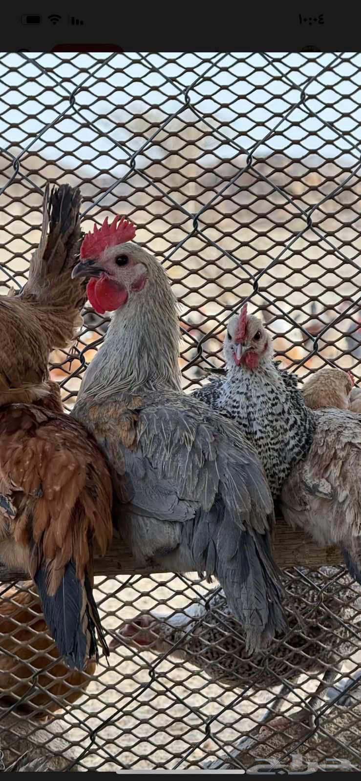 Fayoum Chicken64573643264129110