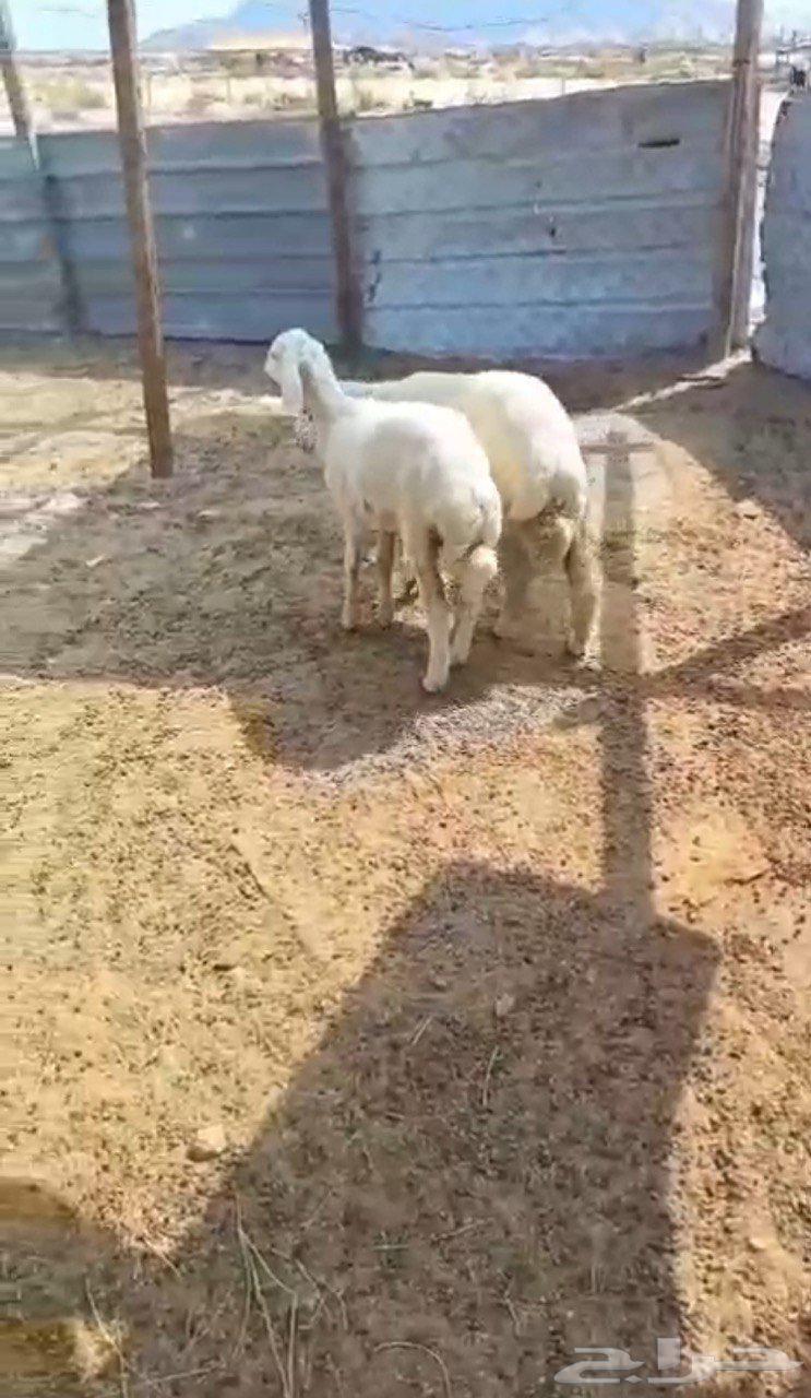 رخال للبيع الراشديه64585757823106110