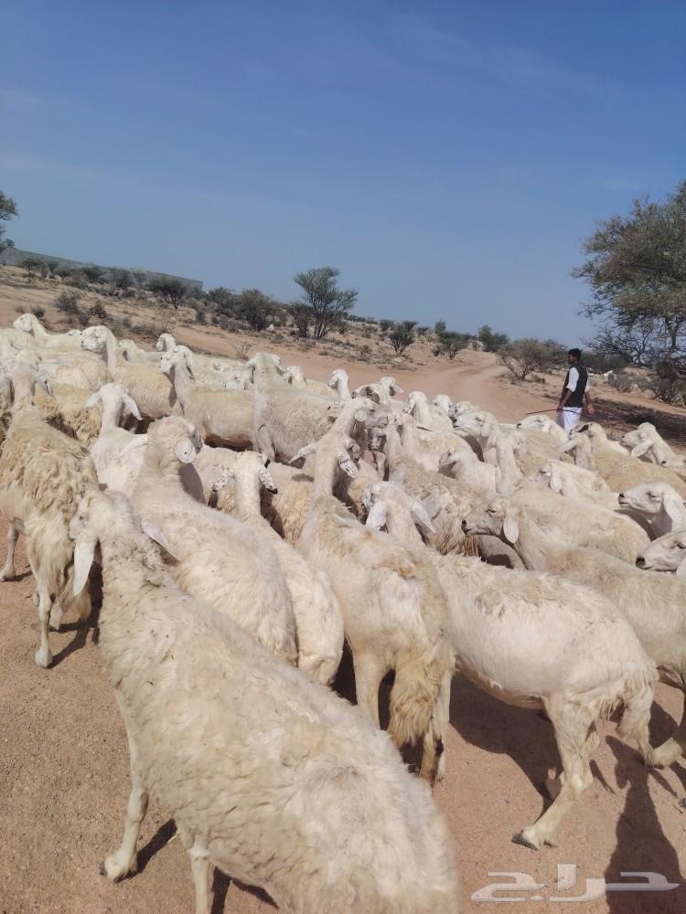 One piece of free-range mountain sheep, one shape64582455077506111