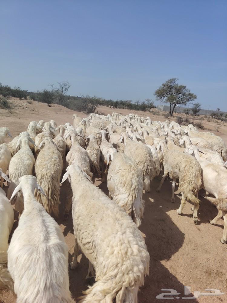 One piece of free-range mountain sheep, one shape64582455077506112