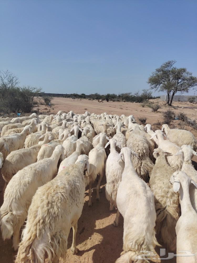 One piece of free-range mountain sheep, one shape64582455077506110