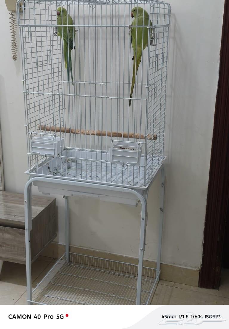 بغبغاء درة نظيف ولايعاني من شي64588148848386110