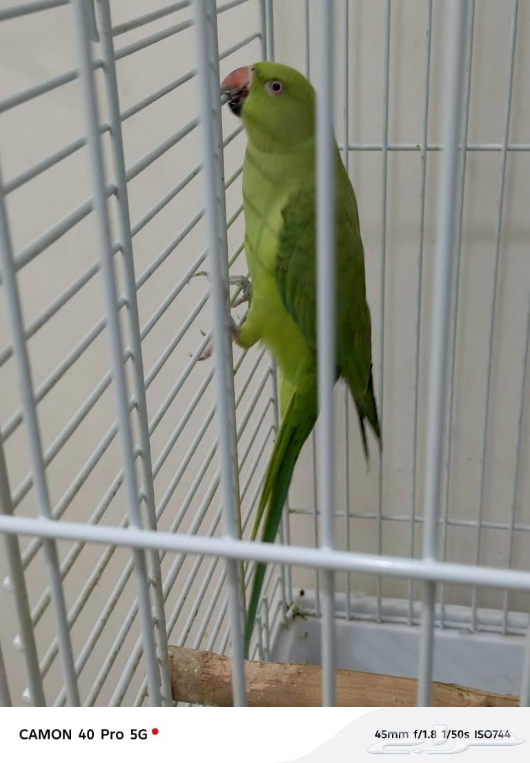 بغبغاء درة نظيف ولايعاني من شي64588148848386112