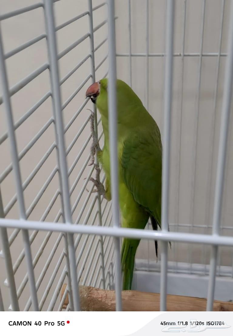 بغبغاء درة نظيف ولايعاني من شي64588148848386113