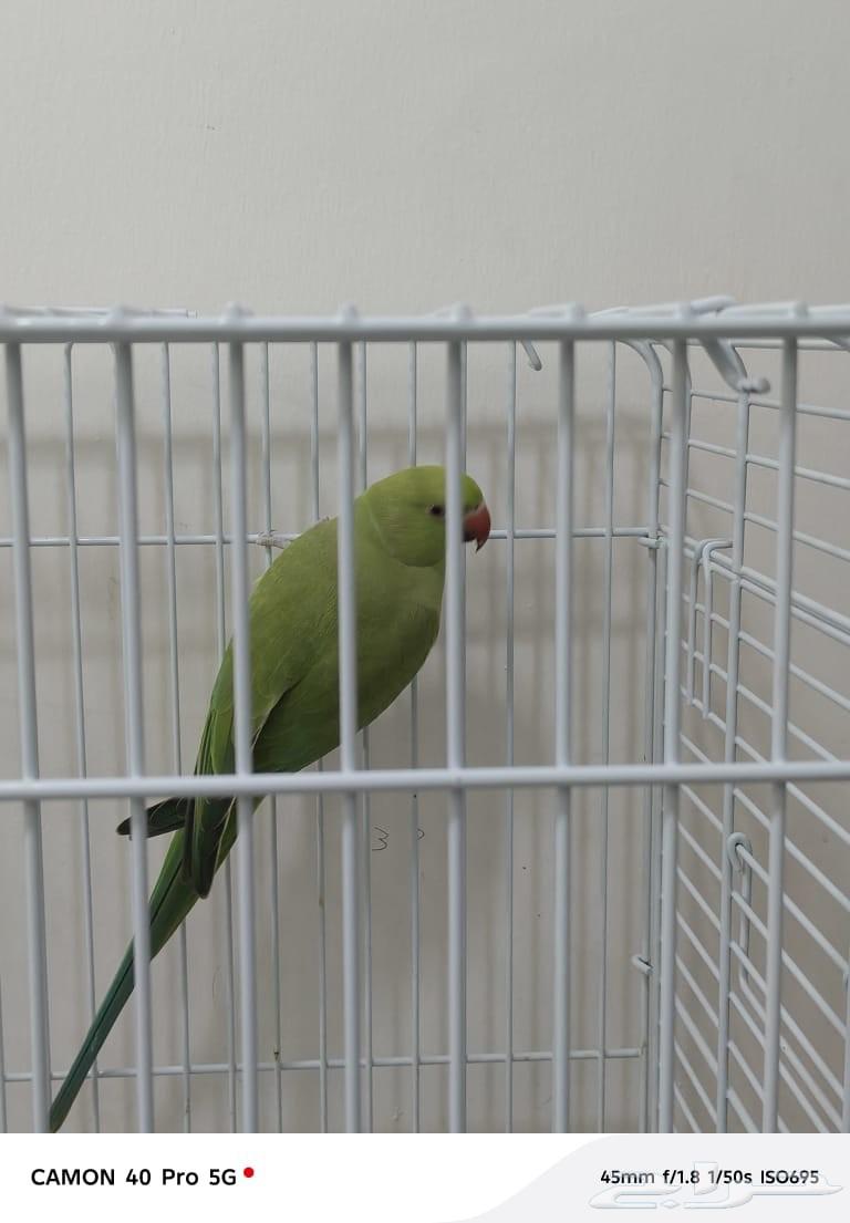 بغبغاء درة نظيف ولايعاني من شي64588148848386114