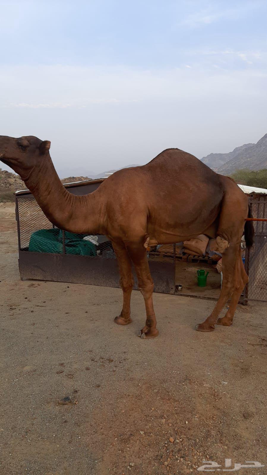 Coastal camel64581237862529110