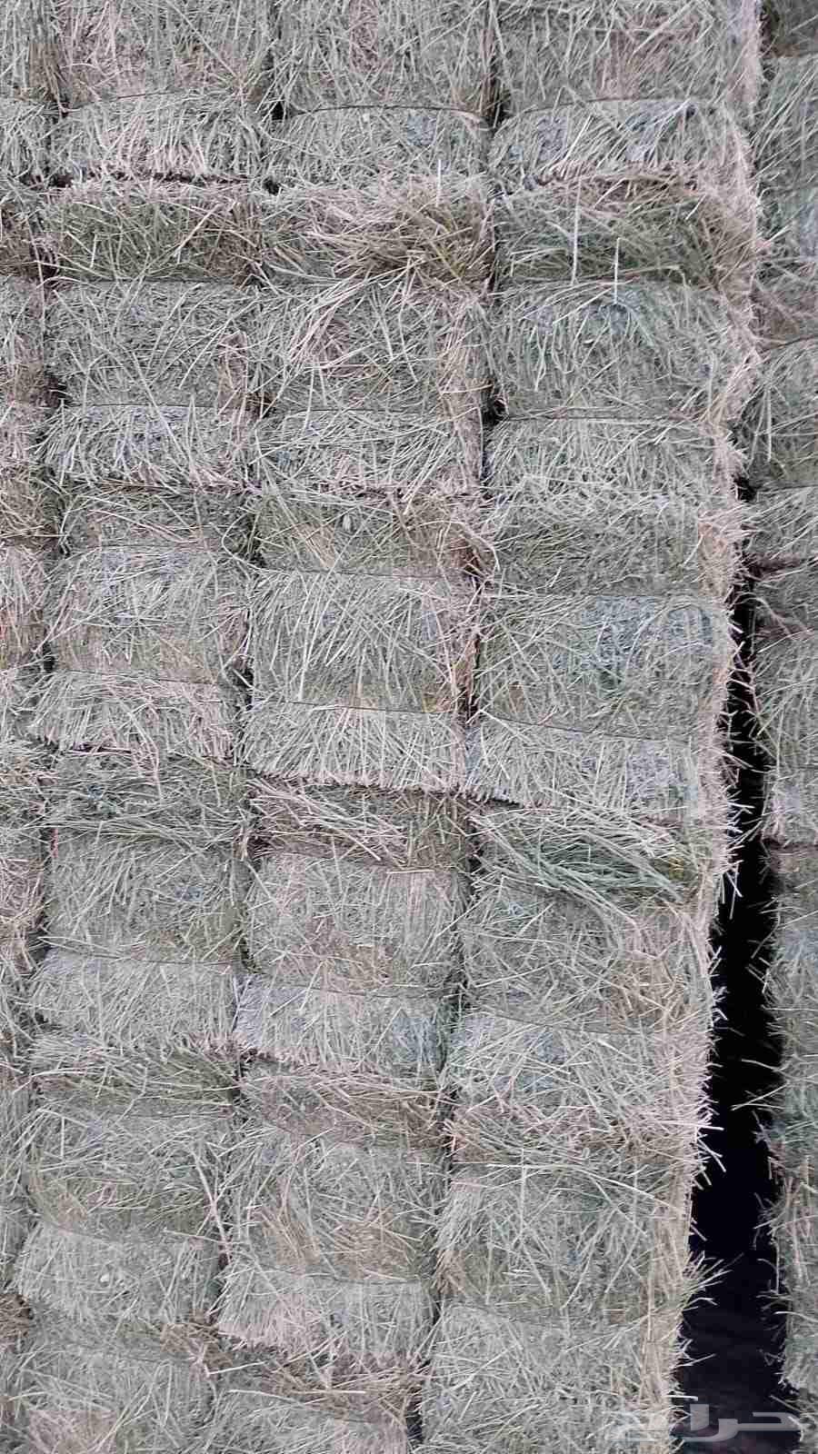 رودس صافي البان جندير جديد64581856080898113