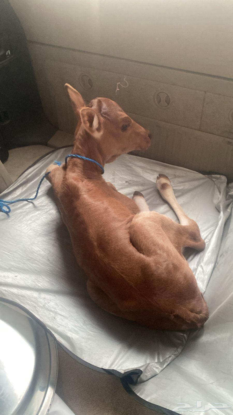 حسيله العمر شهر عليها ب 1600 الرجاء عدم بخس السلعه64582242757251110