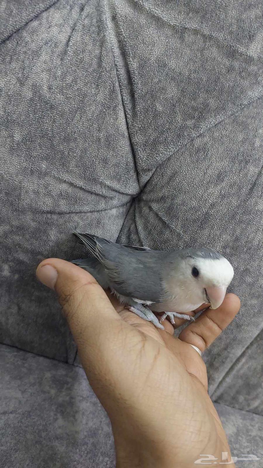 للبيع مستعجل. روز أايف جدا64583527440131111