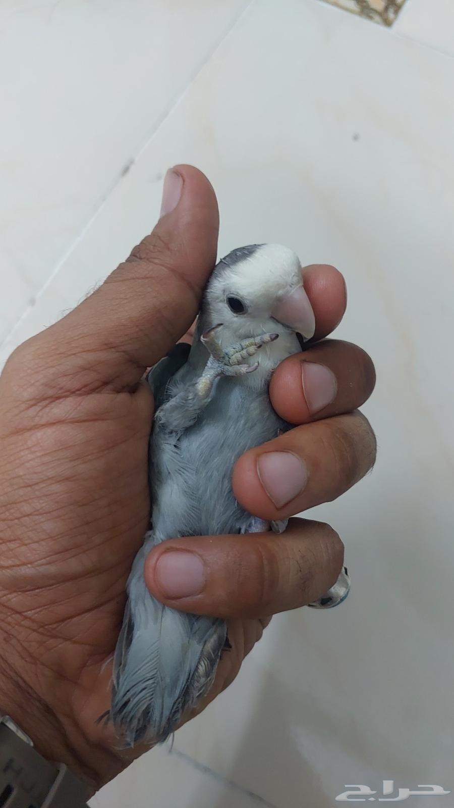 للبيع مستعجل. روز أايف جدا64583527440131112