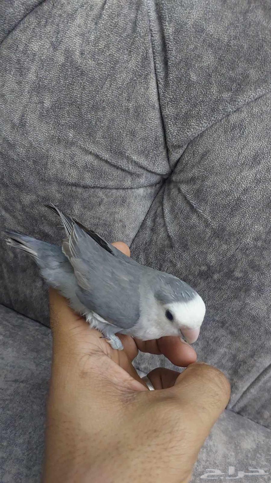 للبيع مستعجل. روز أايف جدا64583527440131110