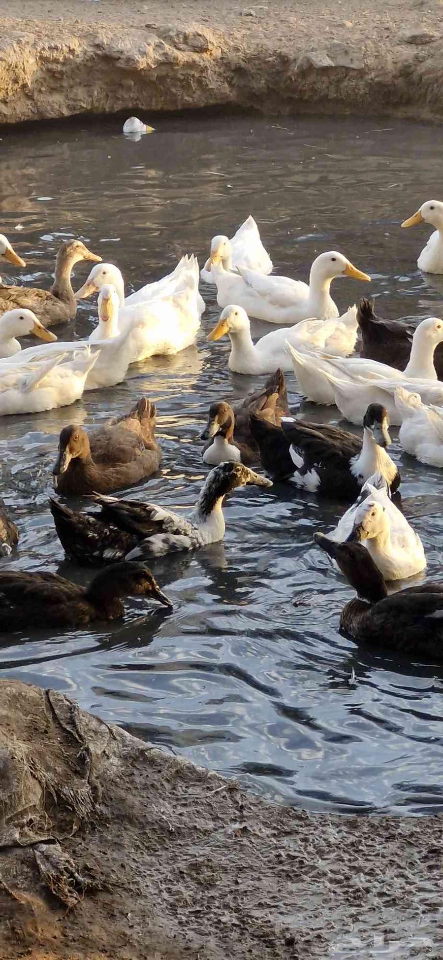 بط شرشري بياض64583781309827111