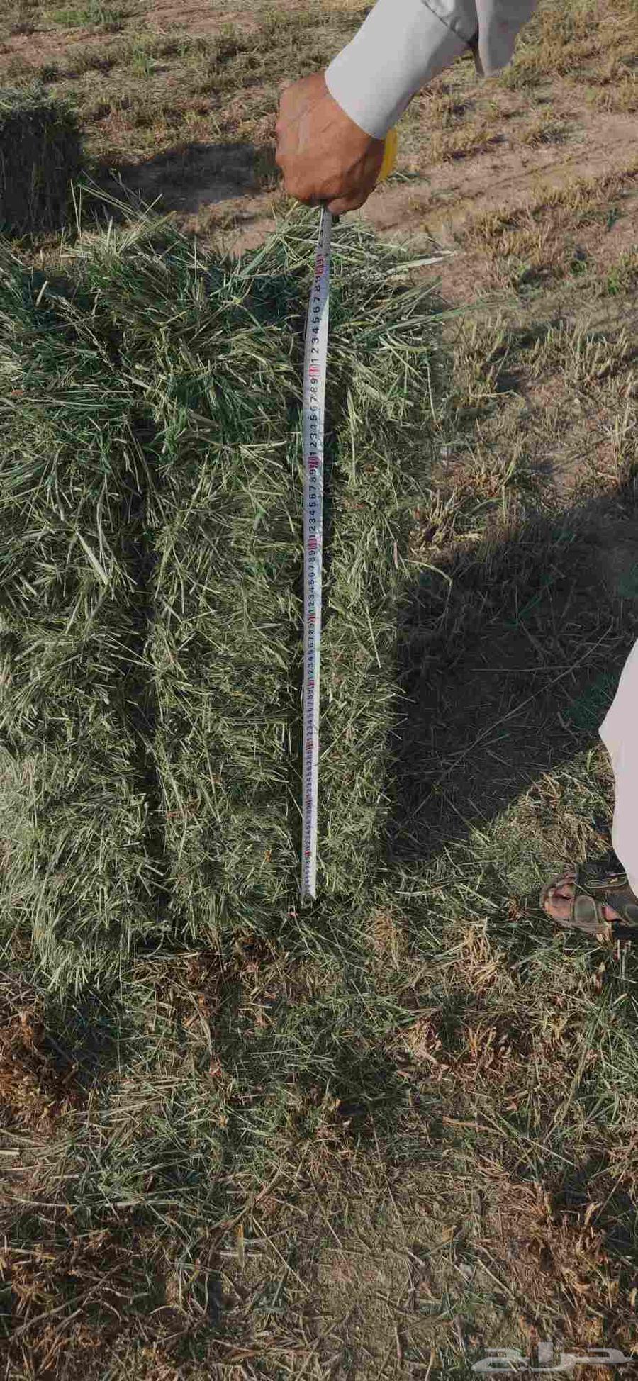 بلو بنك عود ناعم وشد طيب .64590594331778111