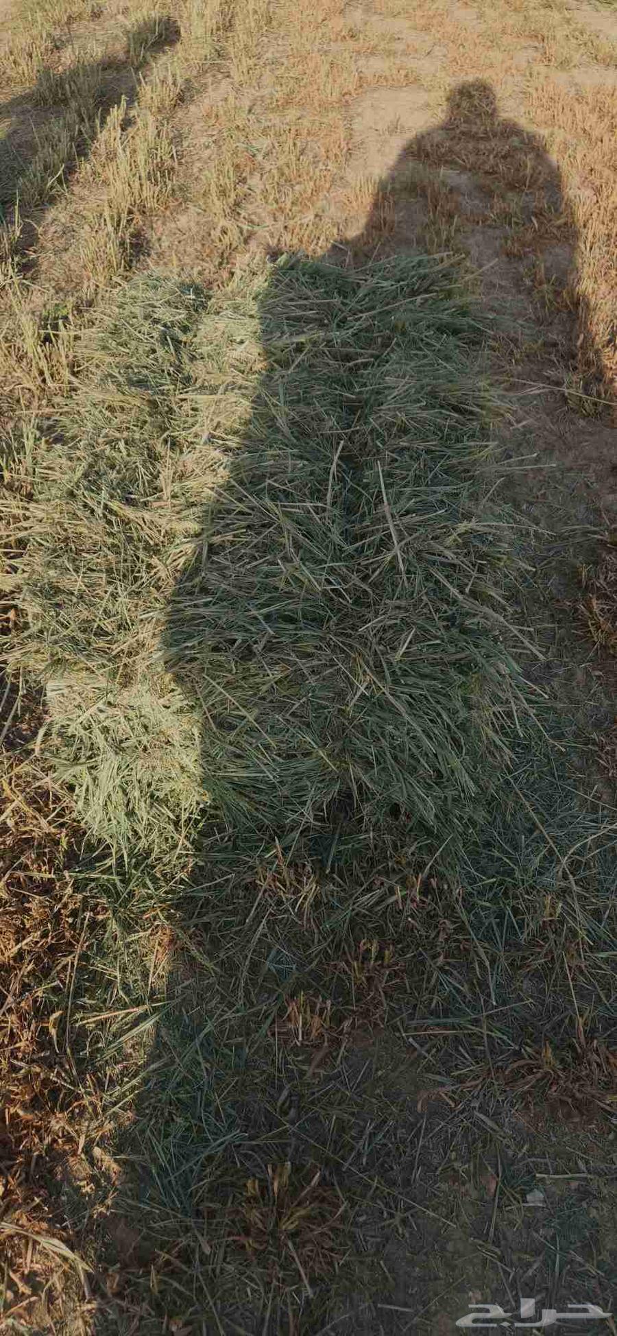 بلو بنك عود ناعم وشد طيب .64590594331778114