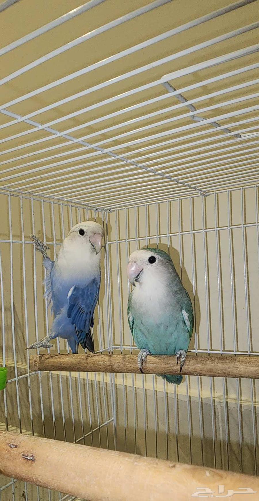 اربع اجوز روز منتجه64586115350786110