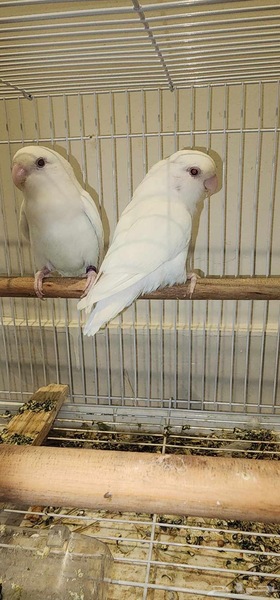 اربع اجوز روز منتجه64586115350786111