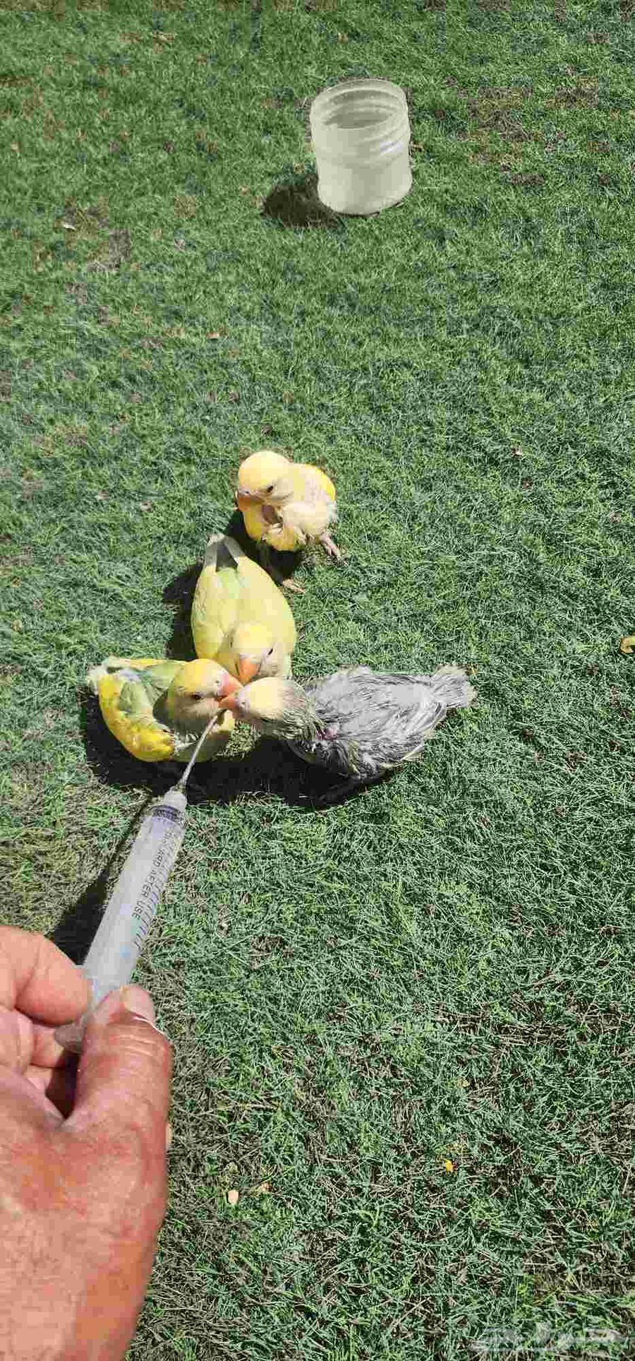 فرووخ روز غر64582896110723111