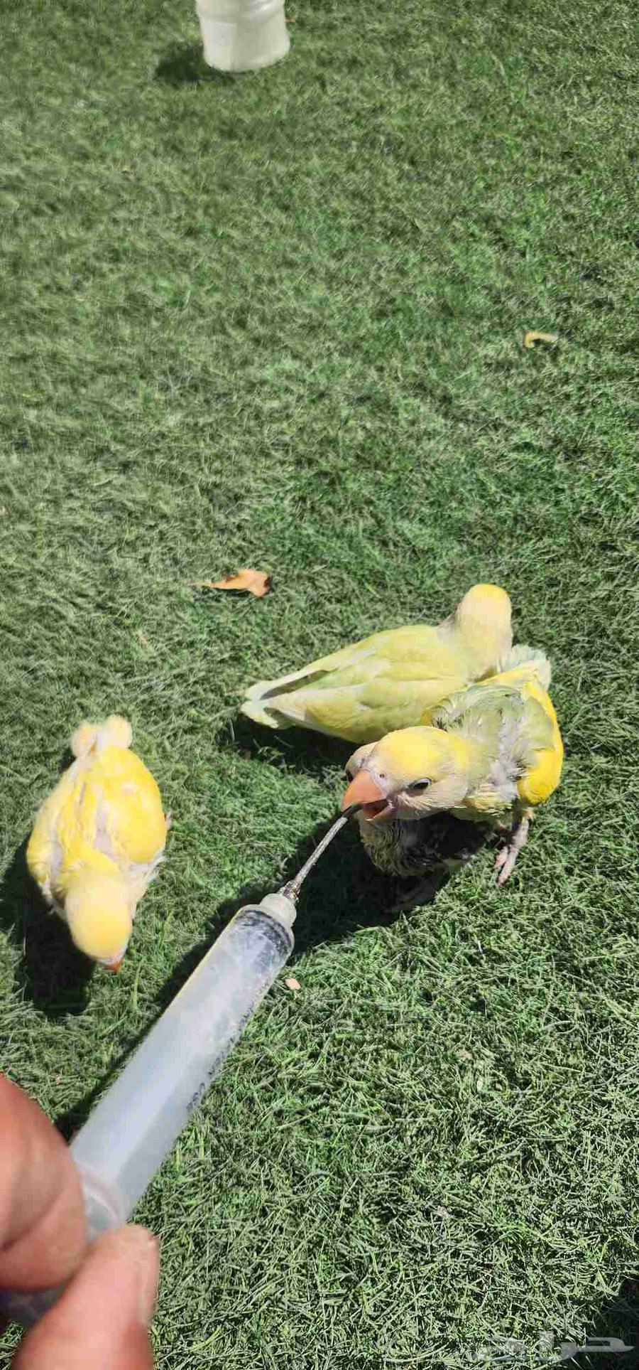 فرووخ روز غر64582896110723113