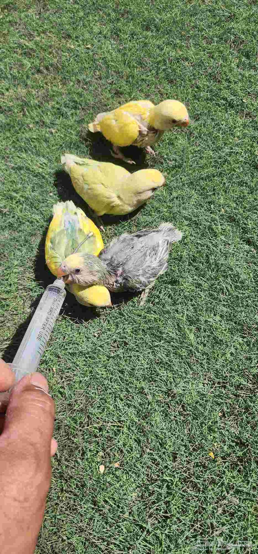 فرووخ روز غر64582896110723110