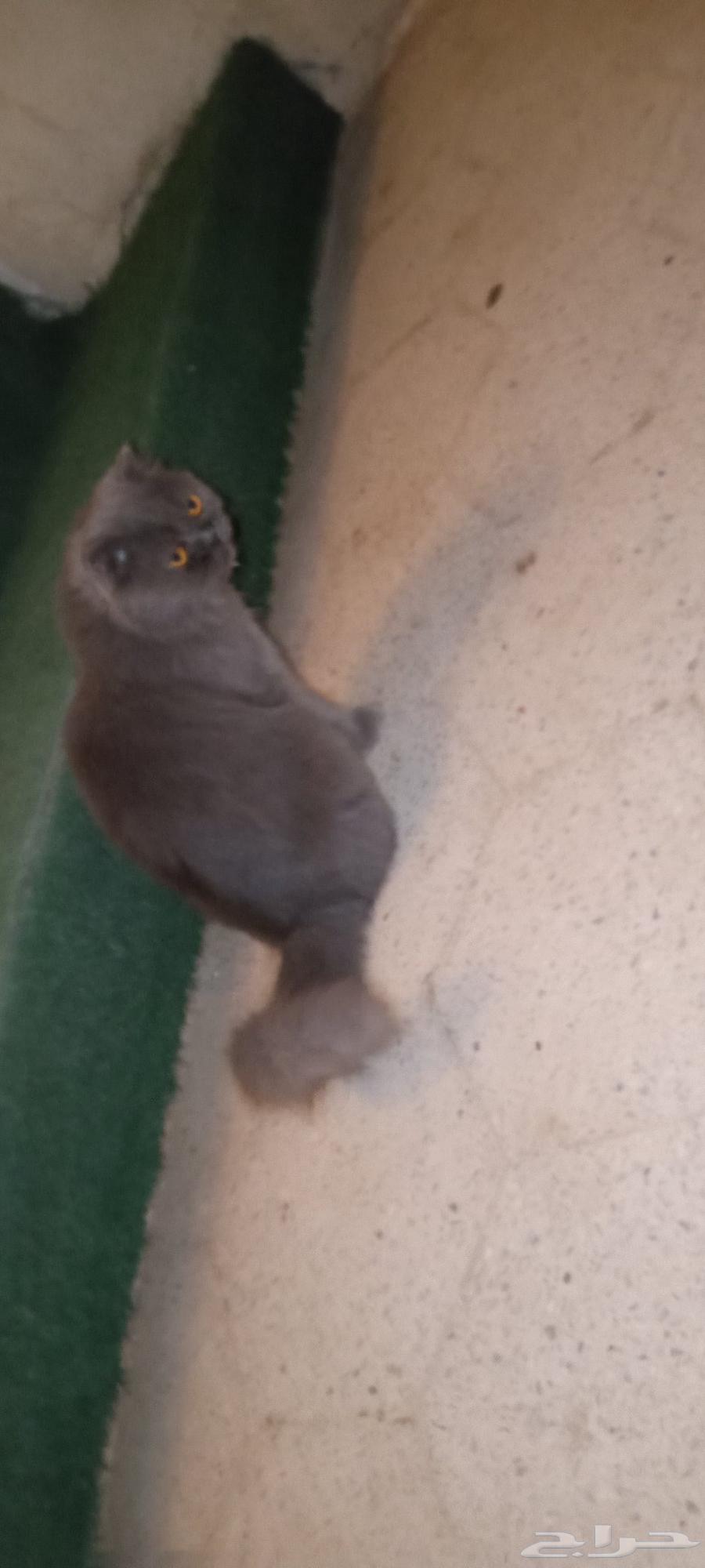 للبيع قط سكوتش64580812684418112