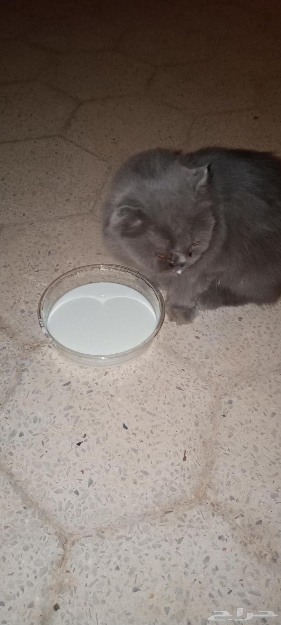 للبيع قط سكوتش64580812684418114