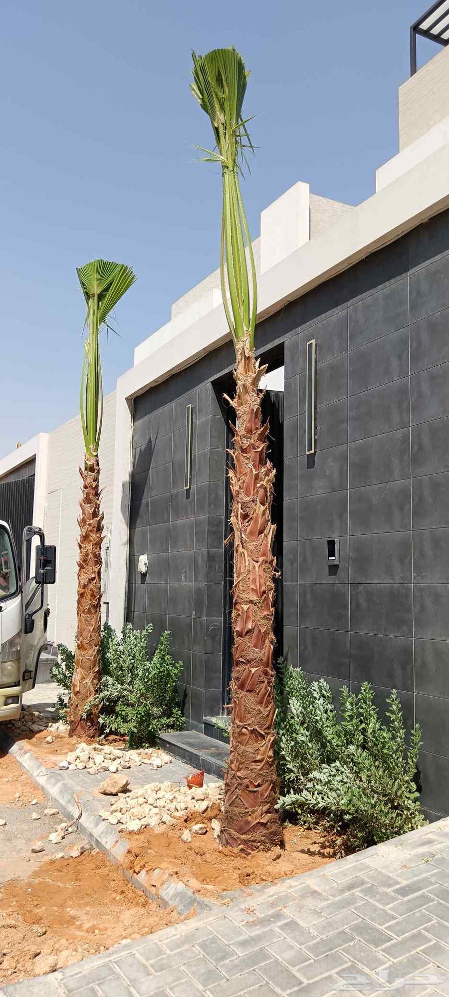 Transportation, transplantation, and removal of Washingtonia and Arabian palm trees, as well as tree removal64156269955201111