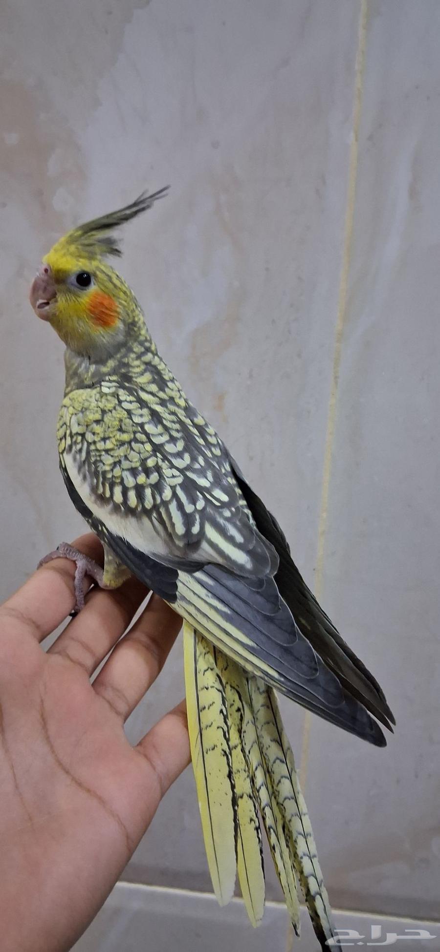 فرخ كروان نهاية غر64583654002434112