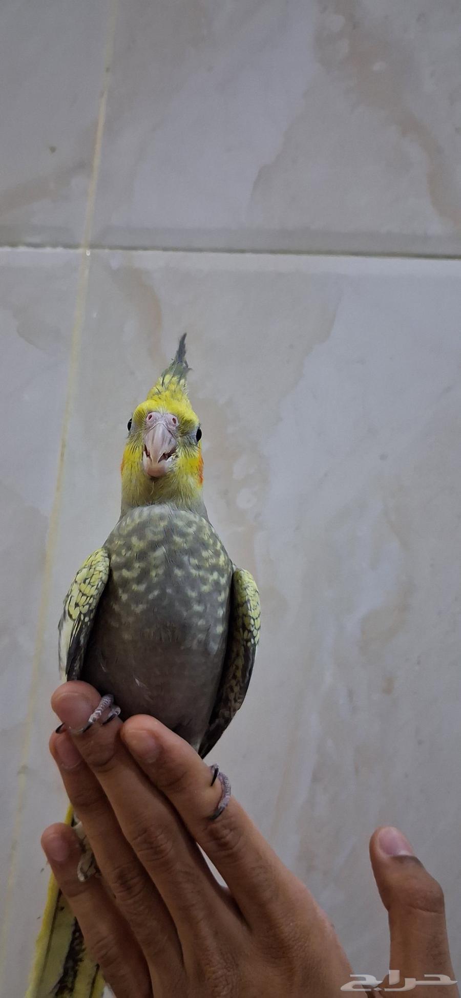 فرخ كروان نهاية غر64583654002434111