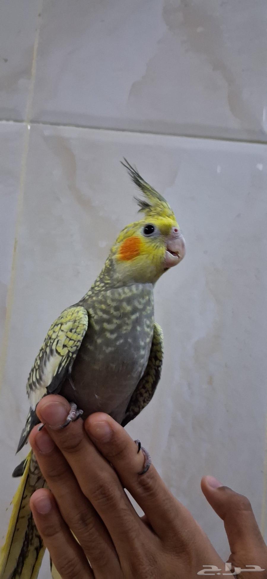 فرخ كروان نهاية غر64583654002434110