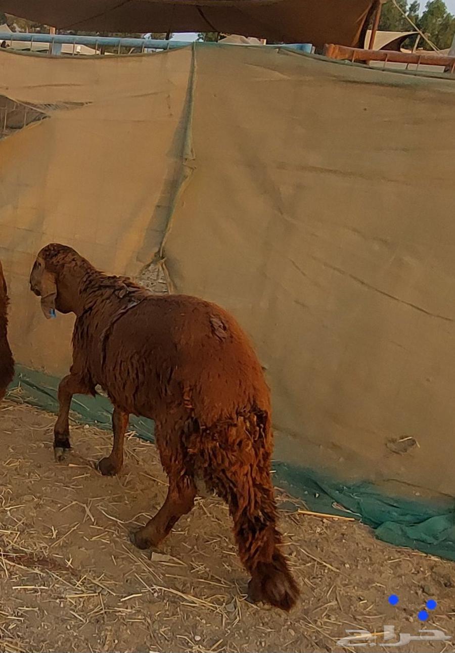 سواكني تربيه ا64588011771779111