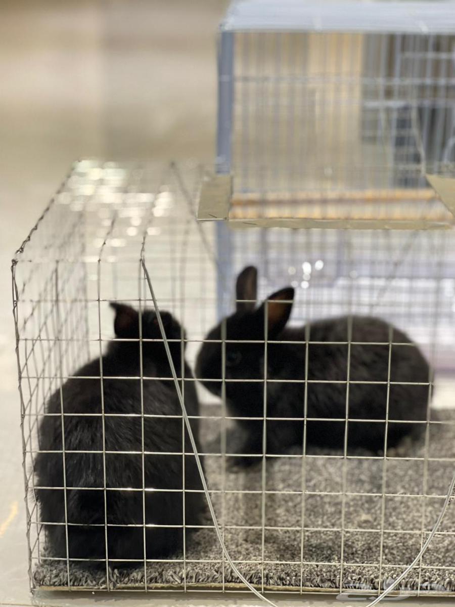 ارنب قزم نذر لاند هولندي بلاك64588074091137112