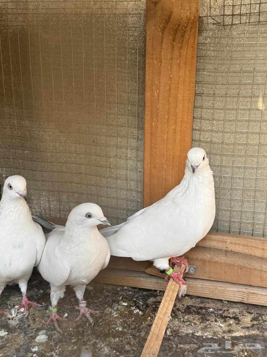 جوزين حمام وحشي64585807488643110