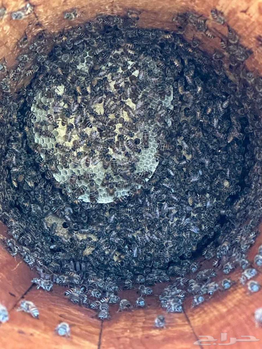 نحل للبيع64581580042497112