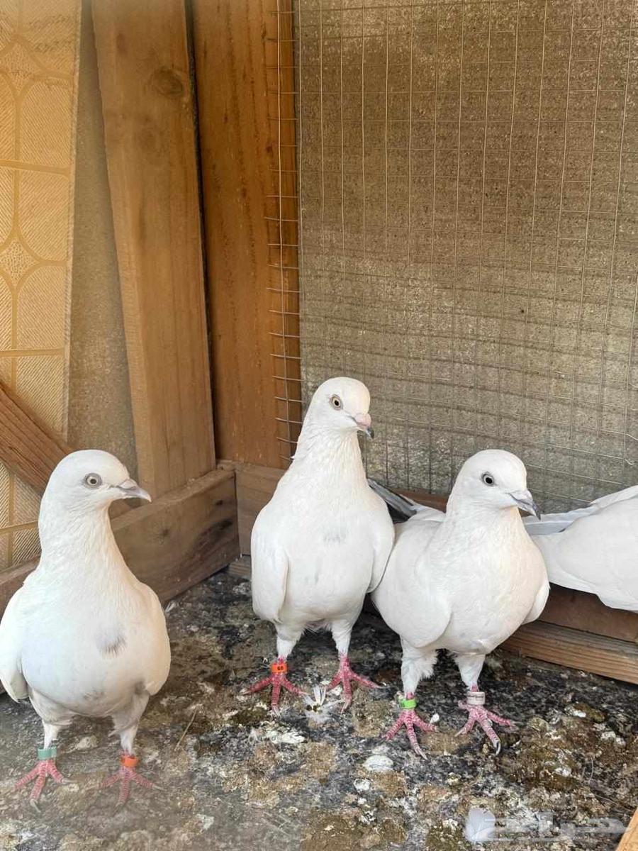 جوزين حمام وحشي64585807488643112