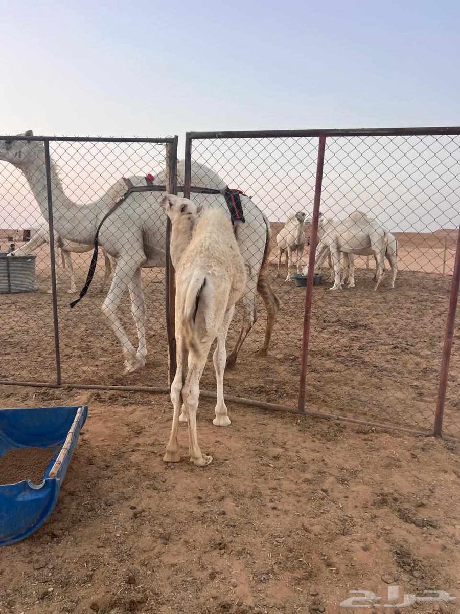 للبيع قعود لباني (تم البيع الله يبارك لا الشاري و البايع)64584968136065111