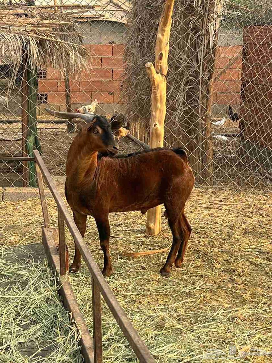 تيوس جنوبيات ثني ورباع64581580024834112