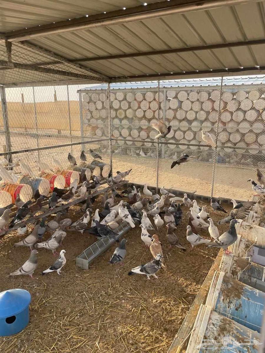 للبيع حمام فرنسي اببض وسلفر وهجين احجام طيبة ومطعم كنكر ومع64585770231554112